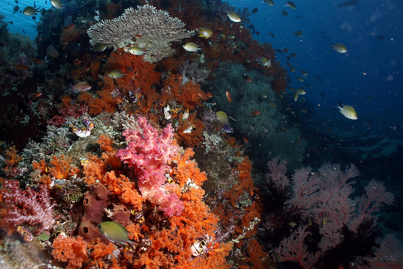 Raja Ampat 2016 - Corail - IMG_4444_rc.jpg